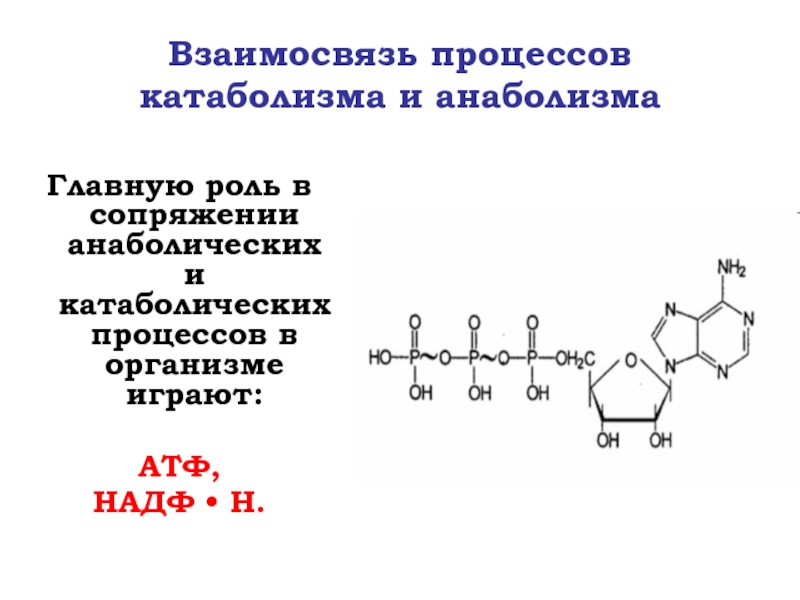 Каким номером на рисунке обозначена структура накапливающая каротиноиды