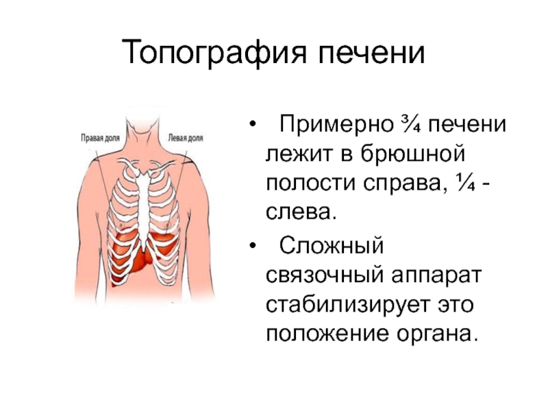 Топография органов. Топография органов человека таблица. Топография печени пропедевтика. Топография тело презентация.