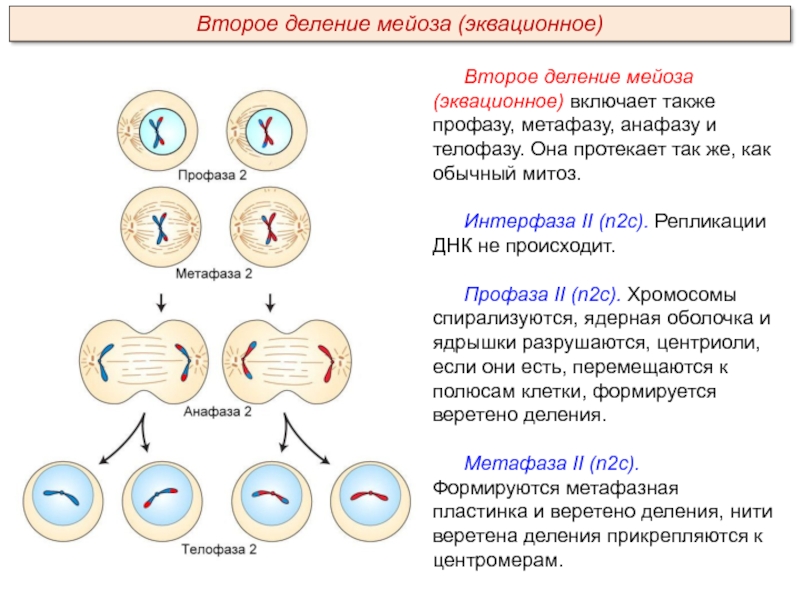 Пименов митоз презентация