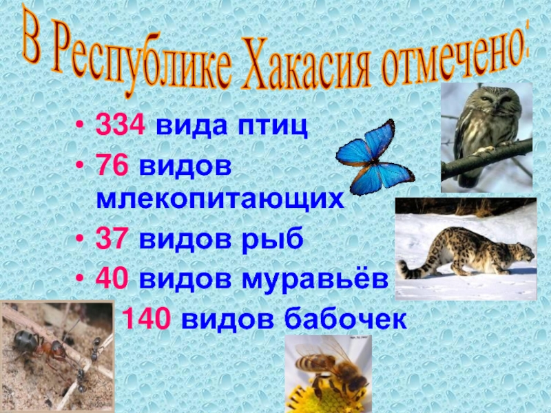 334 вида птиц76 видов млекопитающих37 видов рыб40 видов муравьёв  140 видов бабочекВ Республике Хакасия отмечено: