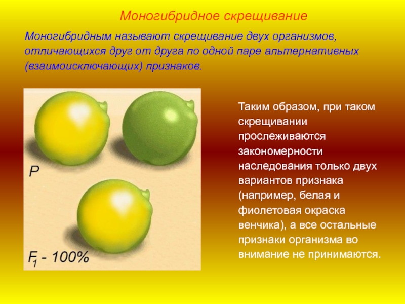 Презентация законы менделя 10 класс биология