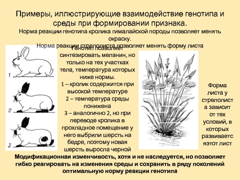 Какое свойство живого иллюстрирует рисунок. Стрелолист модификационная изменчивость. Стрелолист листья изменчивость. Взаимодействие генотипа и среды при формировании признака. Форма листа у СТРЕЛОЛИСТА.