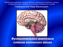 Функциональная анатомия ствола головного мозга (ромбовидного мозга) 