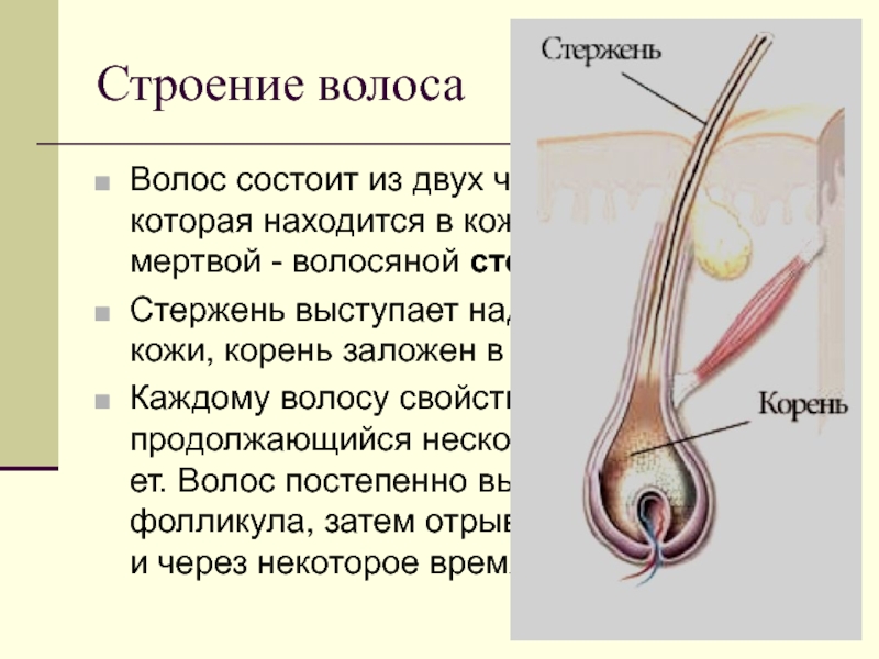 Строение волоса картинки волоса