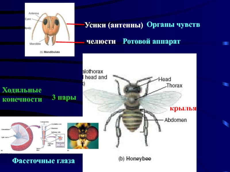 Ротовые аппараты членистоногих. Класс насекомые органы чувств. Членистоногие органы чувств. Ротовые органы насекомых. Членистоногие усики.