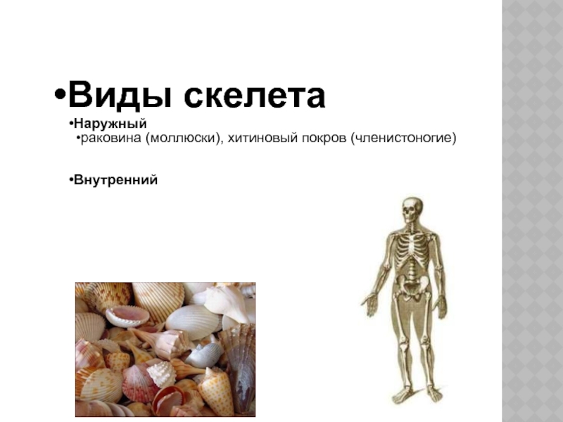 Скелет опора организма 6 класс биология. Скелет опора организма коротко. Скелет и опора организмов презентация. Выводы скелет опора организма.