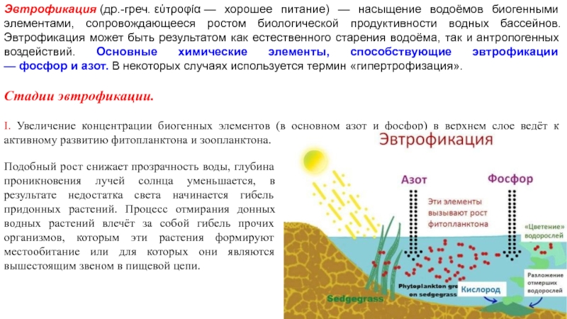 На рисунке показано что в процессе эвтрофикации в водоеме может произойти раванда