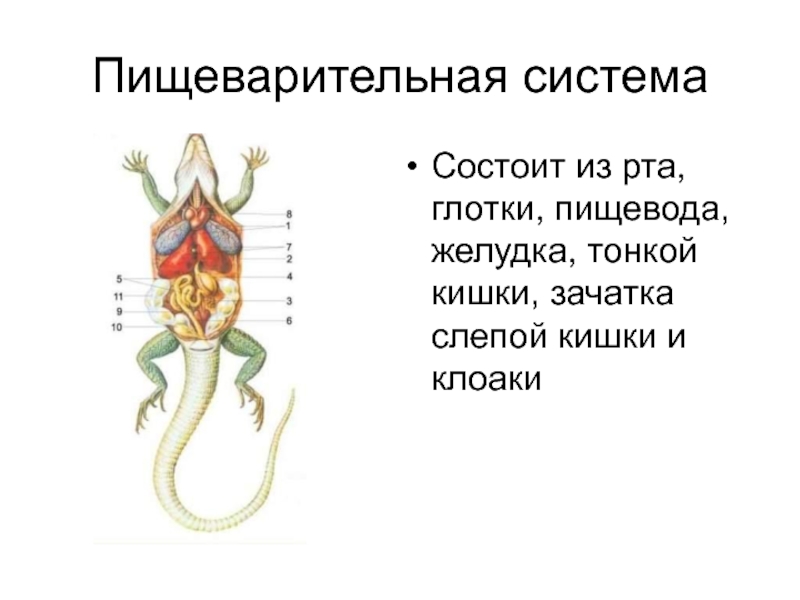 Внутреннее строение пресмыкающихся презентация