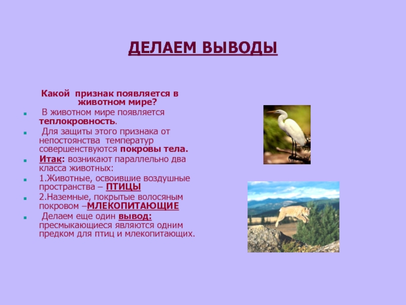 Какое преимущество теплокровности. Преимущества теплокровности у животных. Появление теплокровности. Признаки обеспечивающие теплокровность у птиц. Теплокровность у птиц и млекопитающих.