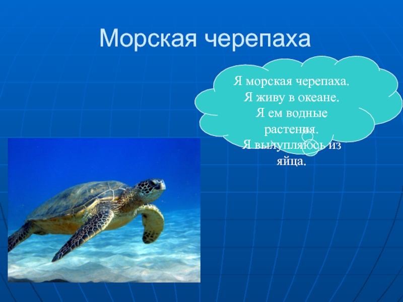 Черепаха приспособленность. Черепаха живет в океане. Презентация зеленая морская черепаха для 4 класса. Приспособление к водной среде морской черепахи. Интересные факты о зелёной морской черепахи.