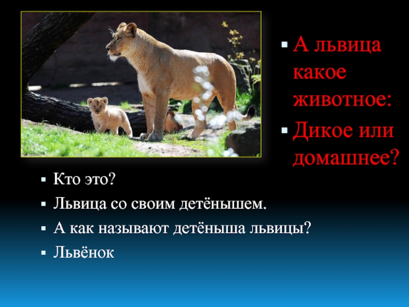 Кто это?Львица со своим детёнышем.А как называют детёныша львицы?ЛьвёнокА львица какое животное:Дикое или домашнее?