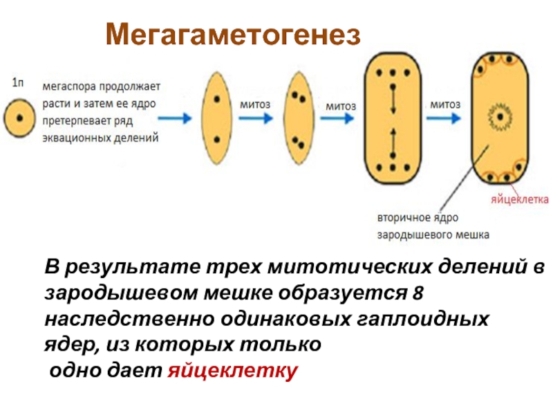 Восьмиядерный мешок. Схема развития зародышевого мешка. Образование зародышевого мешка у покрытосеменных. Мегаспорогенез и мегагаметогенез. Образование восьмиядерного зародышевого мешка.