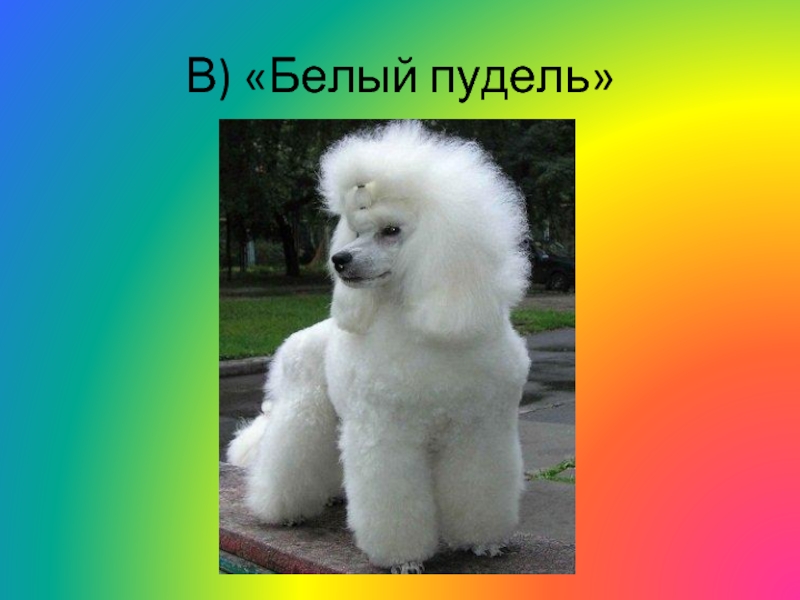 Аудио рассказ пудель. Белый пудель. Белый пудель картинки. Белый пудель описание породы. Проект про пуделя.