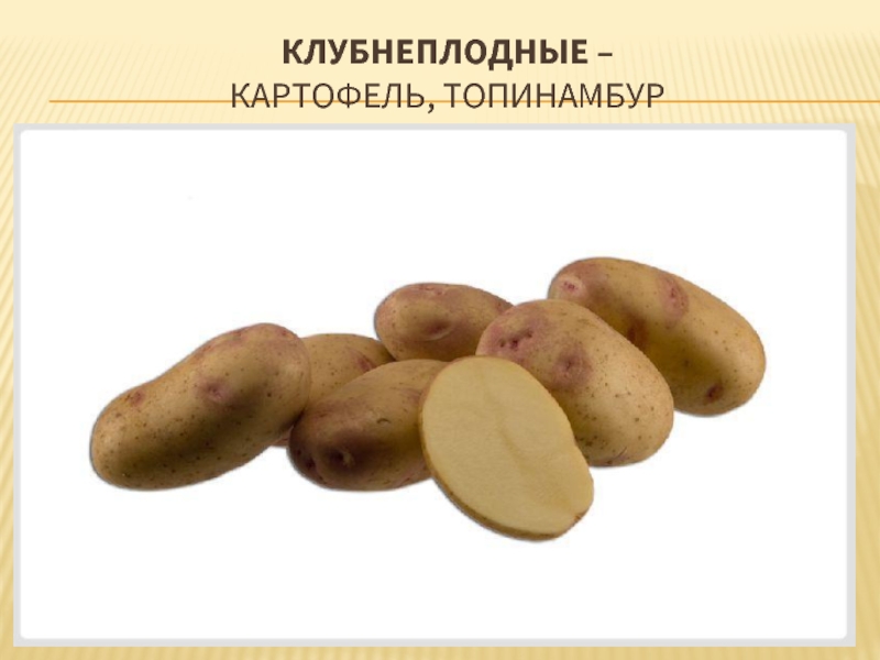 Клубнеплодные –  картофель, топинамбур