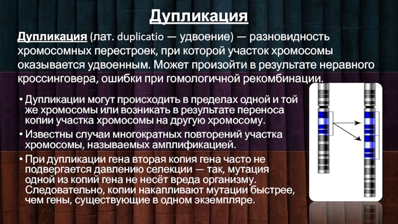 При перемещении или копировании в электронной. Дупликация. Болезни дупликации хромосомные. Заболевания при дупликации хромосом. Дупликация участка хромосомы.