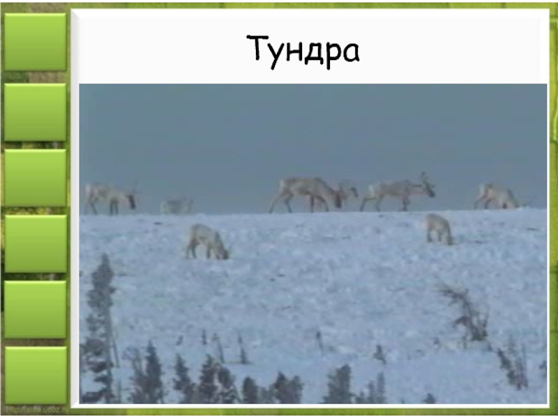 Тундра природная зона россии 4 класс. Природные зоны России. Природные зоны России тундра. Природные зоны России 4 класс. Тундра природная зона 4 класс.