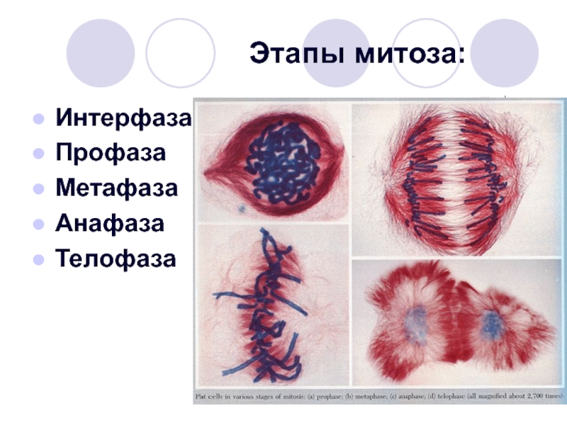 Митоз презентация 9 класс