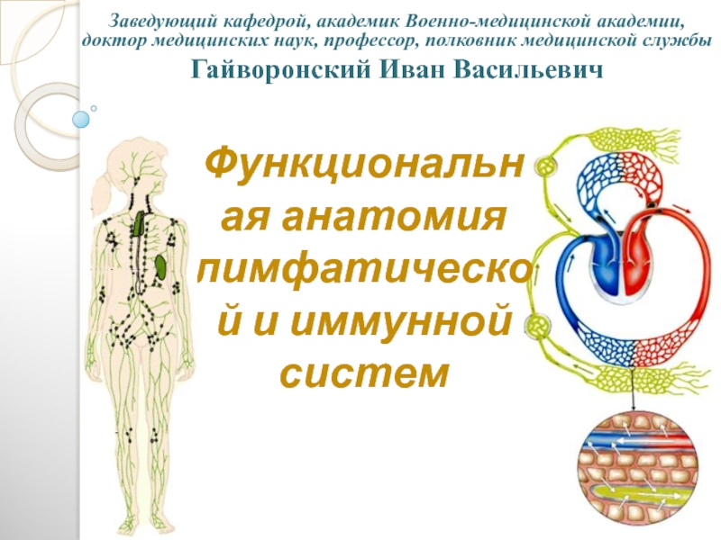 Анатомо-физиологические особенности лимфатической и имунной систем