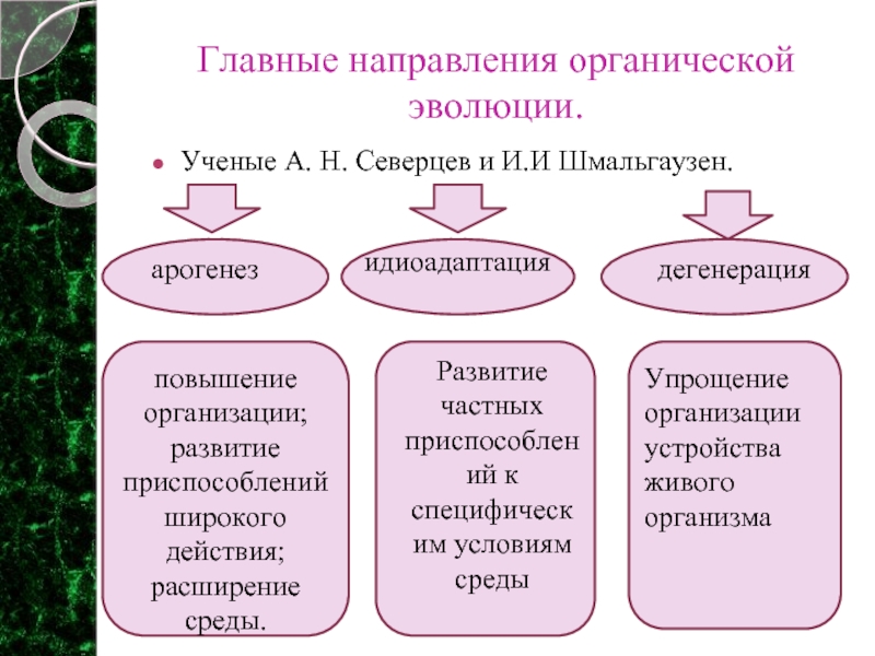 Основные направления эволюции схема