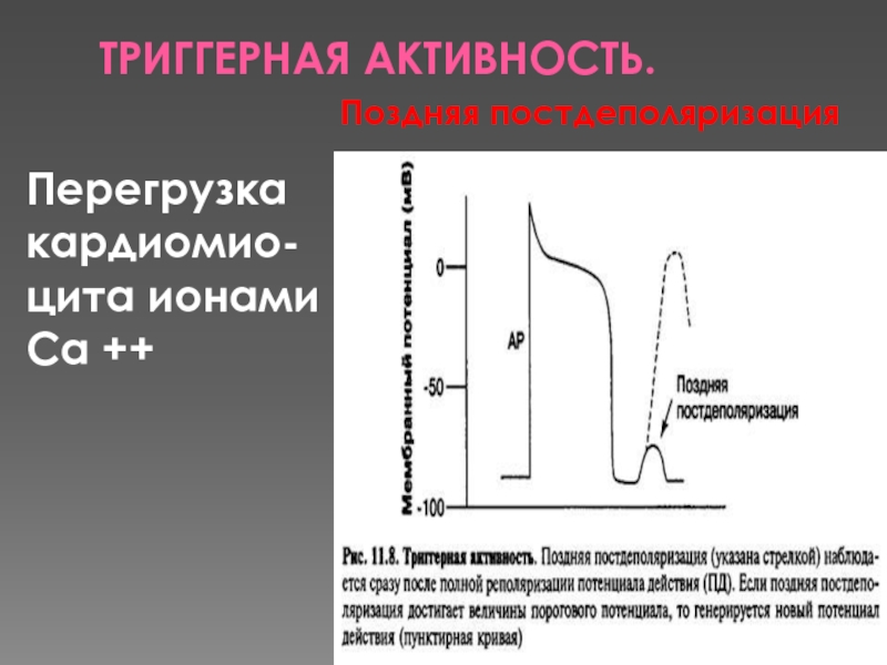 Ранняя активность. Триггерная активность. Поздние постдеполяризации. Ранняя и поздняя постдеполяризация. Триггерный механизм аритмии.