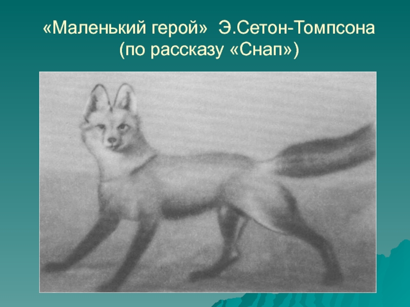 Сетон томпсон уроки. Снап Сетон Томпсон. Э. Сетон-Томпсона "снап". Сетон Томпсон «снап, история бультерьера». Рассказ Сетона Томпсона снап.