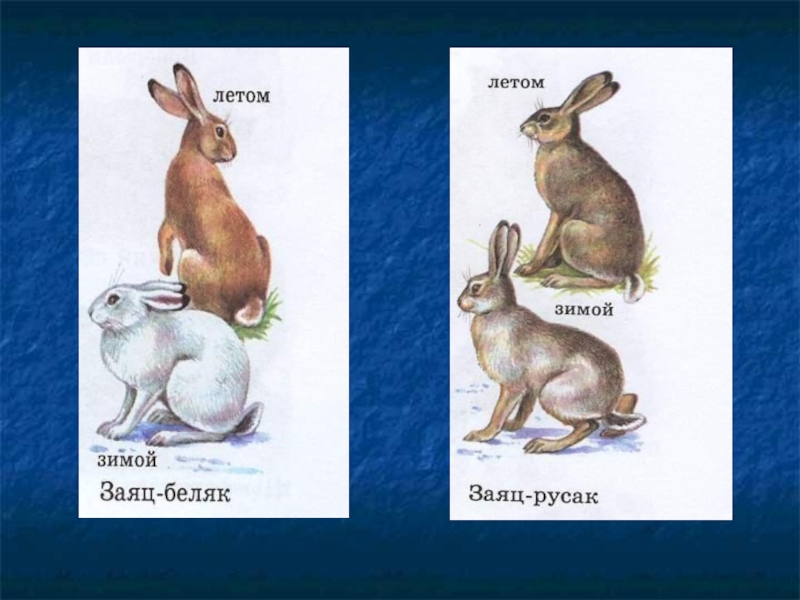 Различие зайца и белки. Сходство зайца беляка и зайца русака. Заяц-Беляк и заяц-Русак сходства и различия. Сходство беляка и русака. Сравнение зайца-беляка и зайца-русака сходство.
