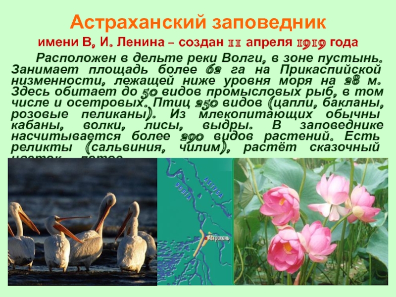 Название астраханских заповедников. Проект астраханские заповедники. Заповедники Астраханской области сообщение. Рассказ про Астраханский заповедник. Астраханский заповедник презентация.