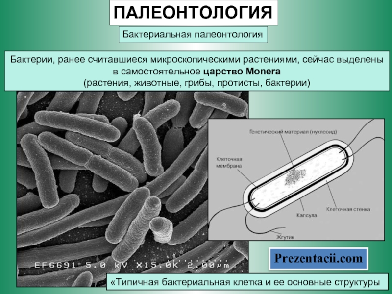 Бактериальная палеонтология