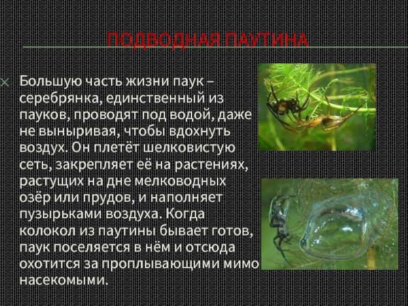 Подводная паутинаБольшую часть жизни паук – серебрянка, единственный из пауков, проводят под водой, даже не выныривая, чтобы