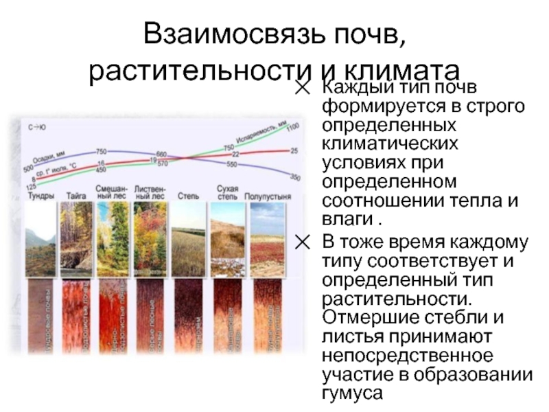 Взаимосвязь почв, растительности и климатаКаждый тип почв формируется в строго определенных климатических условиях при определенном соотношении тепла