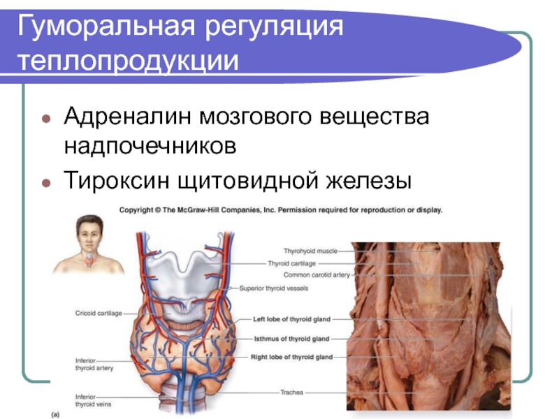 Презентация по физиологии щитовидная железа