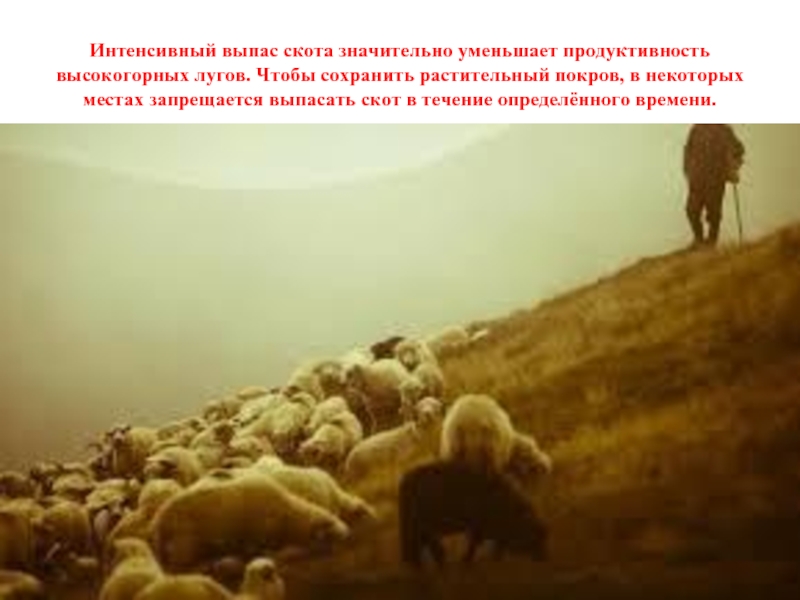 Интенсивный выпас скота значительно уменьшает продуктивность высокогорных лугов. Чтобы сохранить растительный покров, в некоторых местах запрещается выпасать