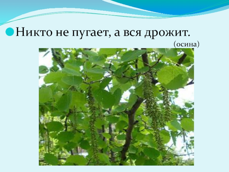 Никто не пугает а вся. Никто не пугает а дрожит. Никто ее не пугает а вся дрожит. Загадка никто не пугает а вся дрожит.