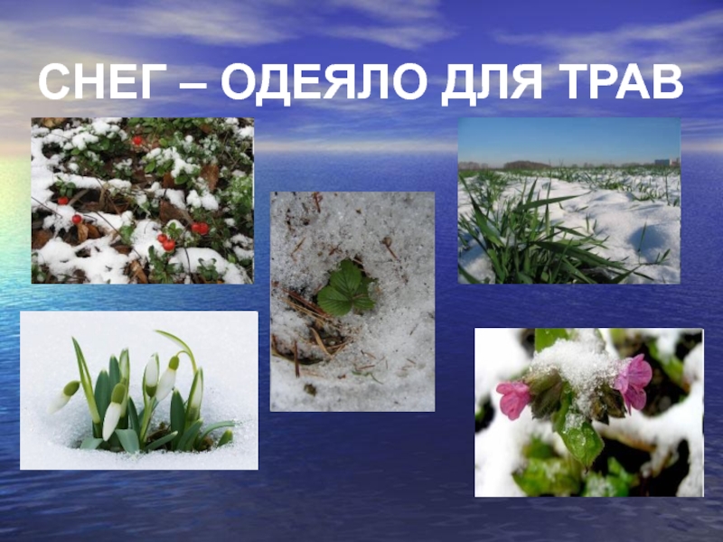 Изменения в природе зимой 5 класс биология