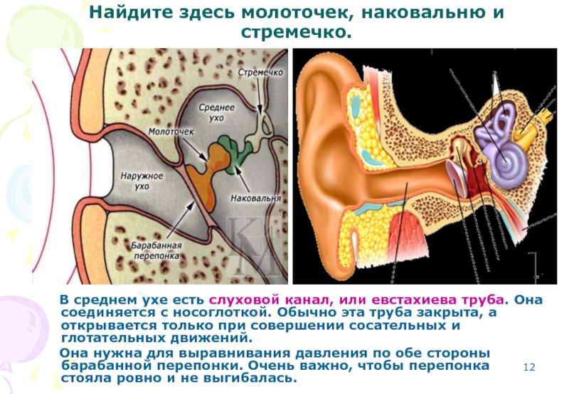 В среднем ухе расположены молоточек. Евстахиева труба среднее ухо. Анатомия уха евстахиева труба. Строение уха евстахиева труба.
