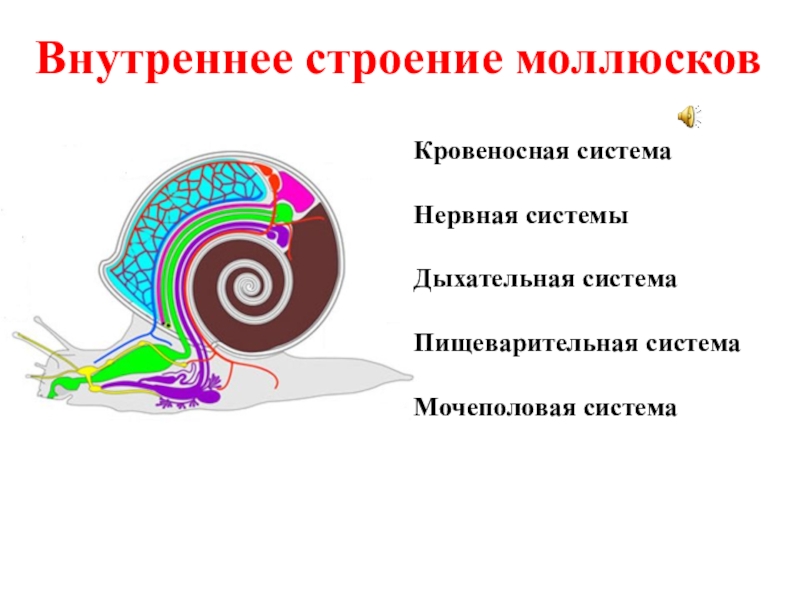 Тип моллюски органы дыхания. Строение выделительной системы моллюсков. Внутреннее строение моллюсков таблица. Дыхательная система брюхоногих моллюсков таблица. Кровеносная система моллюсков презентация.