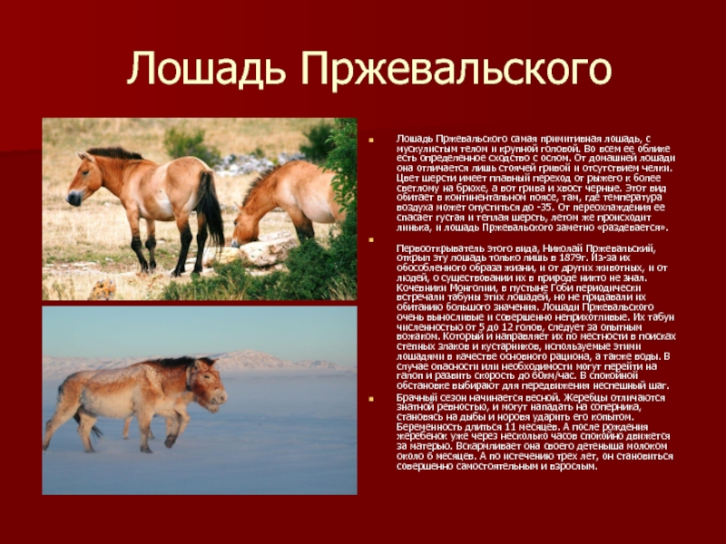 Лошадь Пржевальского Лошадь Пржевальского самая примитивная лошадь, с мускулистым телом и крупной головой. Во всем ее