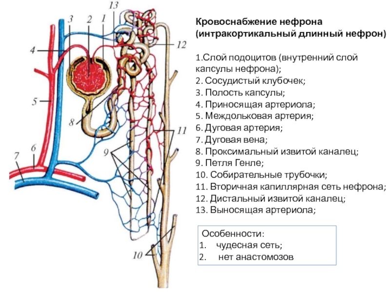 Кровоснабжение матки схема гистология