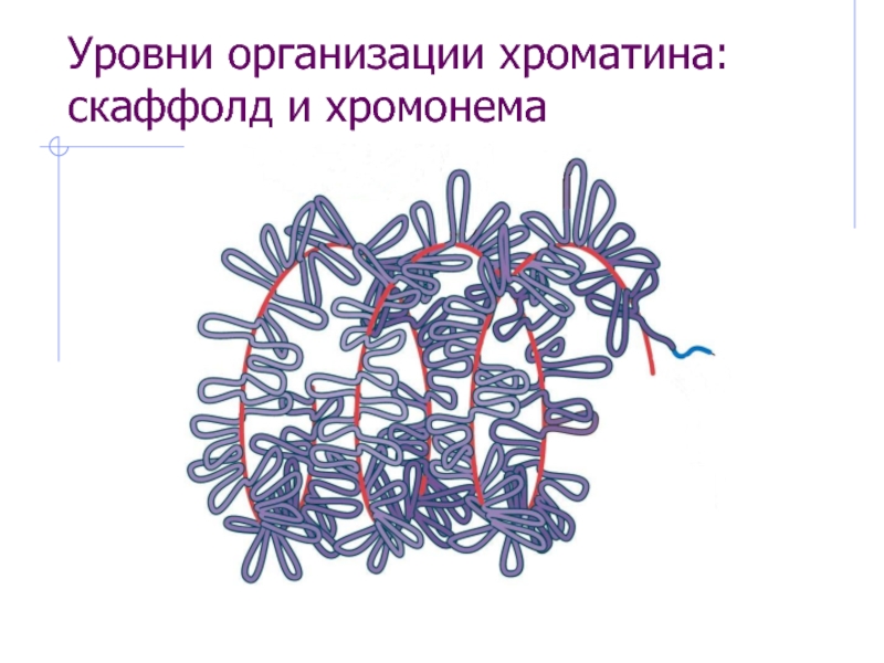 Уровни организации хроматина: скаффолд и хромонема