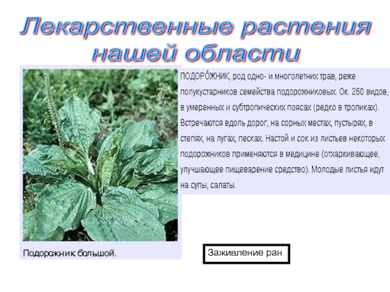 Личная гигиена и оказание первой помощи в природных условиях 6 класс обж презентация