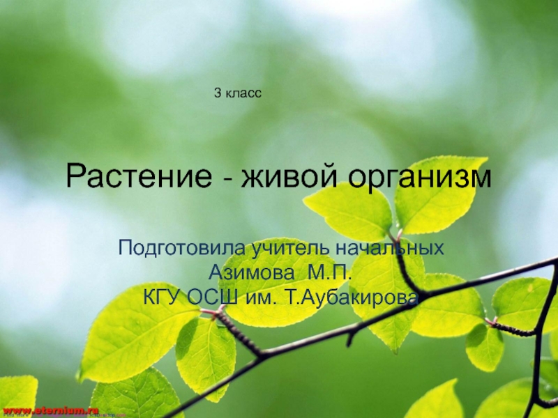 Презентация Презентация к уроку Растение – живой организм (познание мира 3 класс)