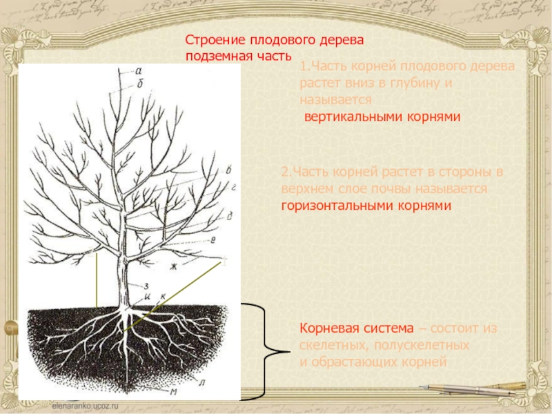 Плодовый корень. Корни плодовых деревьев схема. Схема строения плодового дерева. Строение надземной системы плодового дерева. Строение корня дерева.