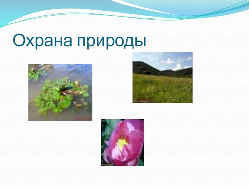 Тест по охране природы 8 класс. Презентация охрана природы 9 класс биология. Охрана природы топ 5. На какой странице охрана природы. Тест: «охрана природы и особоохраняемые территории». Ответы 8 класс.