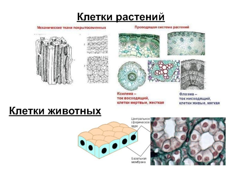 Клетки тканей растений. Целлюлоза в растительной клетке. Рассмотреть препараты клеток животных тканей. Слои клеток растений ризодермэкзоерма. Местоположение клетки