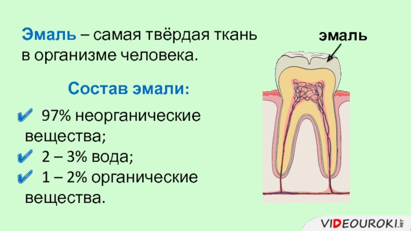 Какой цифрой на рисунке обозначена эмаль зуба человека