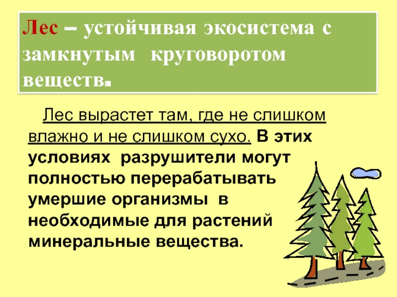 Лес причины. Лес -экологическая система. Экосистема леса. Доклад экосистема леса. Лесные экосистемы презентация.