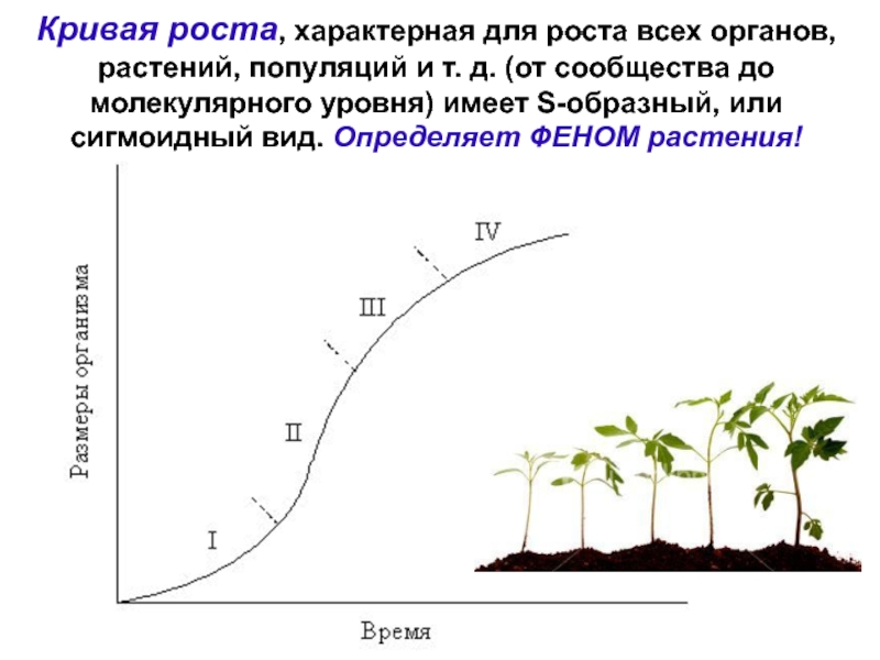 Для растений характерен рост. Кривая роста Сакса. Кривая роста растений. Большая кривая роста растений. S образная кривая роста популяции.