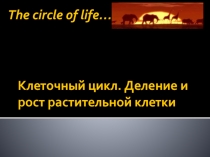 Клеточный цикл. Деление и рост растительной клетки