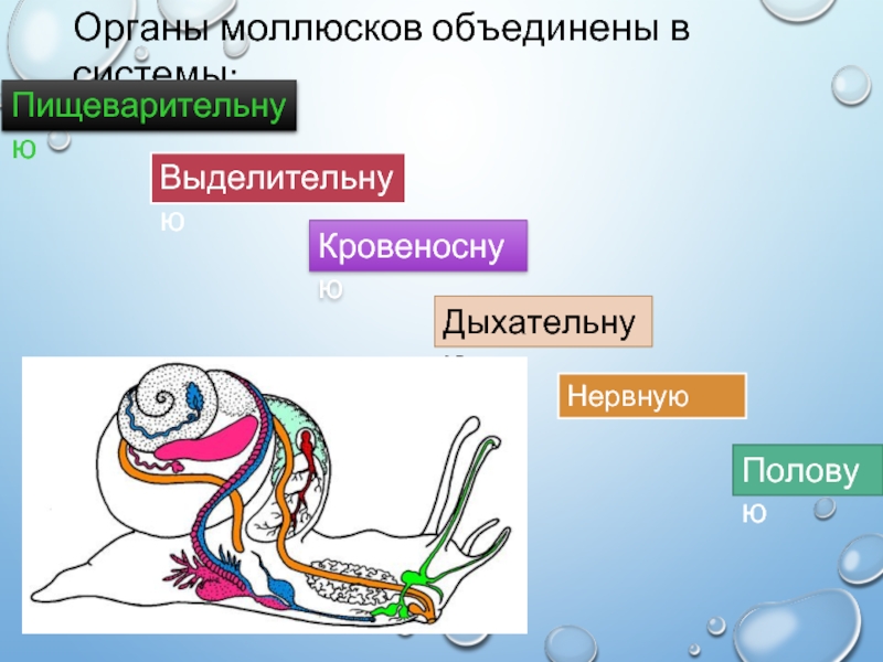 Органы объединения. Системы органов моллюсков. Выделительная система моллюсков. Органы выделительной системы у моллюсков. Органы моллюсков объединены в системы:.