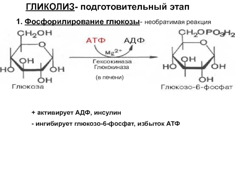 Гликолиз 6 атф. Реакция фосфорилирования Глюкозы. Гидролиз глюкозо 6 фосфата. Гликолиз 1 этап реакции. Глюкозо 1 фосфат в мальтозу.